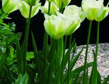 Wiosną ogród ozdobią tulipany.