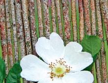 Rosa canina 